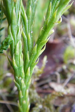 Diphasiastrum zeilleri \ Zeillers Flach-Brlapp / Zeiller's Running-Pine, D Odenwald, Beerfelden 21.10.2009