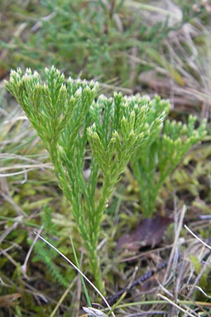 Diphasiastrum zeilleri \ Zeillers Flach-Brlapp / Zeiller's Running-Pine, D Odenwald, Beerfelden 21.10.2009
