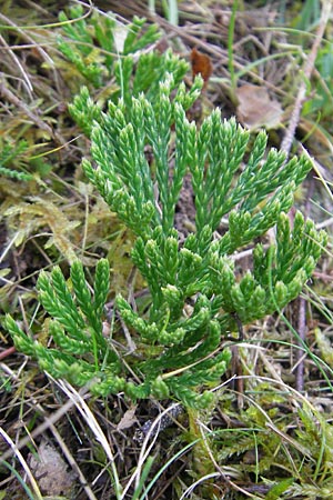 Diphasiastrum zeilleri \ Zeillers Flach-Brlapp / Zeiller's Running-Pine, D Odenwald, Beerfelden 21.10.2009