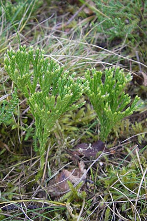 Diphasiastrum zeilleri \ Zeillers Flach-Brlapp / Zeiller's Running-Pine, D Odenwald, Beerfelden 21.10.2009