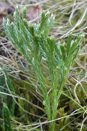 Diphasiastrum zeilleri \ Zeillers Flach-Brlapp / Zeiller's Running-Pine, D Odenwald, Beerfelden 21.10.2009