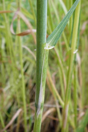 Triticum spelta \ Dinkel, Spelz / Spelt, Swabian Grain, D Pappenheim 19.6.2014