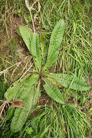 Dipsacus fullonum \ Wilde Karde / Wild Teasel, D Mannheim 25.8.2014