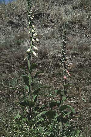Digitalis grandiflora \ Grobltiger Fingerhut / Yellow Foxgloves, D Insel/island Spiekeroog 11.6.1984