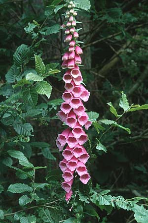 Digitalis purpurea \ Roter Fingerhut / Foxgloves, D Heidelberg 9.6.1997