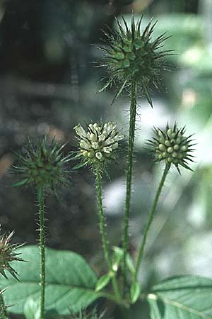 Dipsacus strigosus \ Schlanke Karde / Yellow-Flowered Teasel, D Schriesheim 15.9.2007