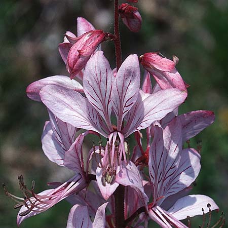 Dictamnus albus \ Diptam / Burning Bush, D Werbach 30.5.2003