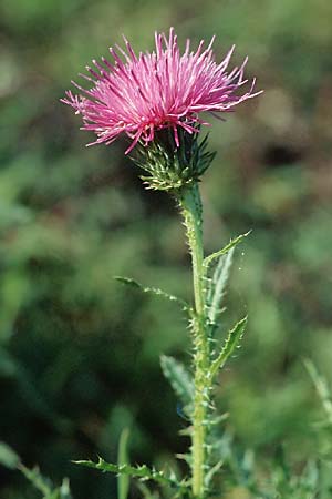 Carduus crispus \ Krause Distel / Welted Thistle, D Mannheim 6.11.2005