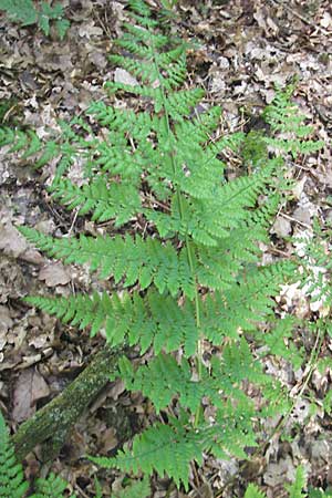 Dryopteris dilatata \ Breitblttriger Dornfarn, Groer Dornfarn / Broad Buckler Fern, D Odenwald, Langenthal 18.5.2009