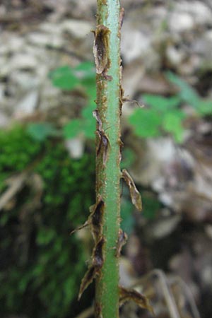 Dryopteris dilatata \ Breitblttriger Dornfarn, Groer Dornfarn / Broad Buckler Fern, D Odenwald, Langenthal 18.5.2009