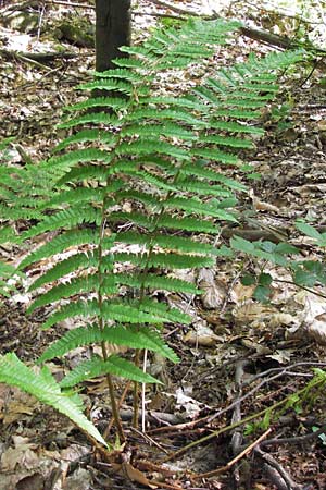 Dryopteris lacunosa \ Entferntfiedriger Schuppen-Wurmfarn, Lckiger Schuppen-Wurmfarn / Jagged Male Fern, D Heidelberg 6.6.2013