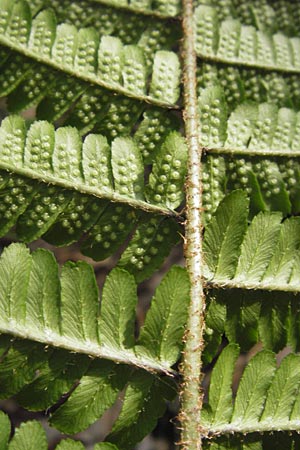 Dryopteris lacunosa \ Entferntfiedriger Schuppen-Wurmfarn, Lckiger Schuppen-Wurmfarn / Jagged Male Fern, D Heidelberg 6.6.2013