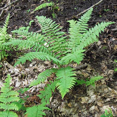 Dryopteris lacunosa \ Entferntfiedriger Schuppen-Wurmfarn, Lckiger Schuppen-Wurmfarn / Jagged Male Fern, D Heidelberg 6.6.2013