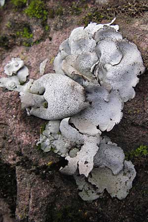Umbilicaria grisea ? \ Graue Nabelflechte / Grey Navel Lichen, D Neckargerach 3.2.2013
