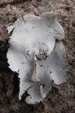 Umbilicaria grisea ? \ Graue Nabelflechte / Grey Navel Lichen, D Neckargerach 3.2.2013