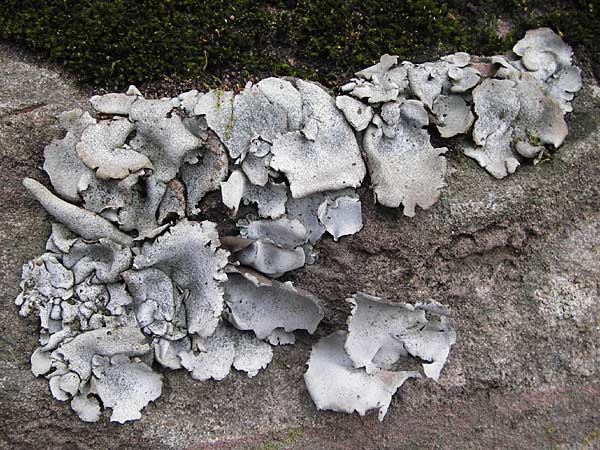 Umbilicaria grisea ? \ Graue Nabelflechte / Grey Navel Lichen, D Neckargerach 3.2.2013