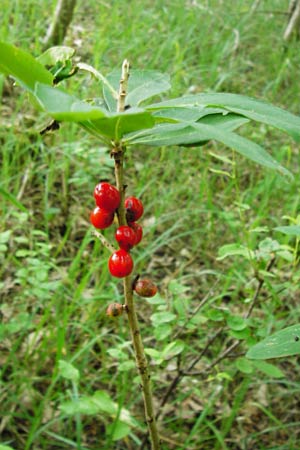 Daphne mezereum \ Seidelbast / Mezereon, D Hesselberg 19.6.2014