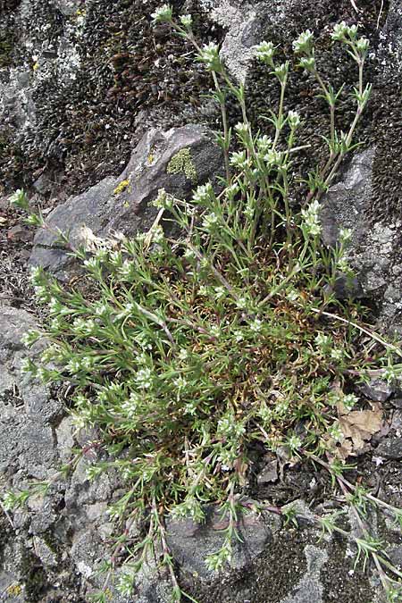 Scleranthus perennis \ Ausdauerndes Knuelkraut / Perennial Knawel, D Donnersberg 29.4.2006