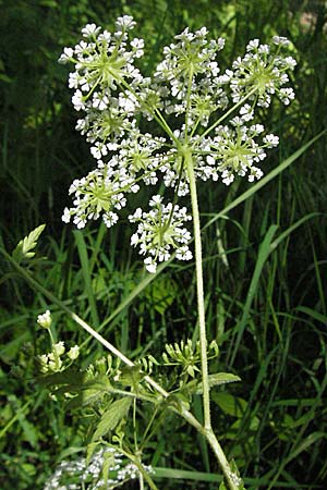 Chaerophyllum temulum \ Hecken-Klberkropf, Taumel-Klberkropf / Rough Chervil, D Ketsch 6.6.2006