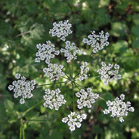 Chaerophyllum temulum \ Hecken-Klberkropf, Taumel-Klberkropf / Rough Chervil, D Bensheim 13.6.2006