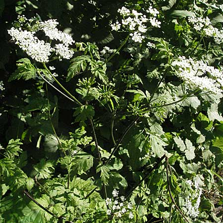 Chaerophyllum temulum \ Hecken-Klberkropf, Taumel-Klberkropf / Rough Chervil, D Bensheim 13.6.2006