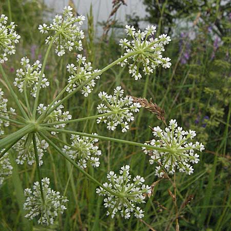 Bunium bulbocastanum \ Gewhnliche Erdkastanie, Knollen-Kmmel / Great Pignut, D Neuleiningen 16.6.2006