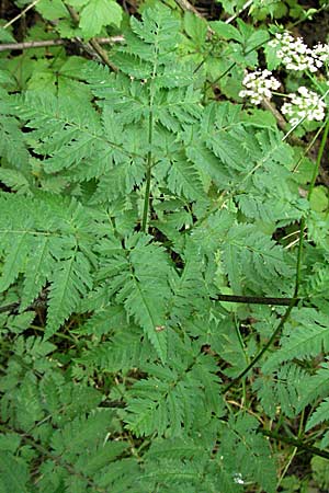 Anthriscus nitida \ Glanz-Kerbel / Glossy-Leaved Parsley, D Neuleiningen 16.6.2006