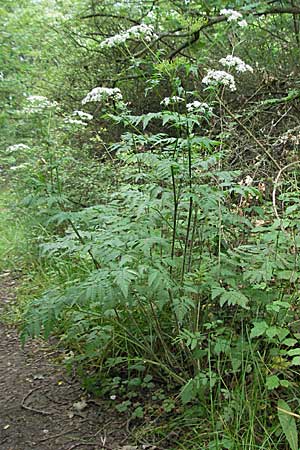 Anthriscus nitida \ Glanz-Kerbel / Glossy-Leaved Parsley, D Neuleiningen 16.6.2006