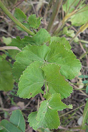 Pimpinella peregrina \ Fremde Bibernelle / Southern Burnet Saxifrage, D Eisenberg 16.6.2006