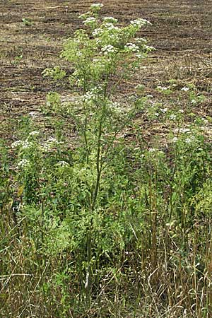 Conium maculatum \ Gefleckter Schierling, Flecken-Schierling / Hemlock, D Waghäusel 8.7.2006
