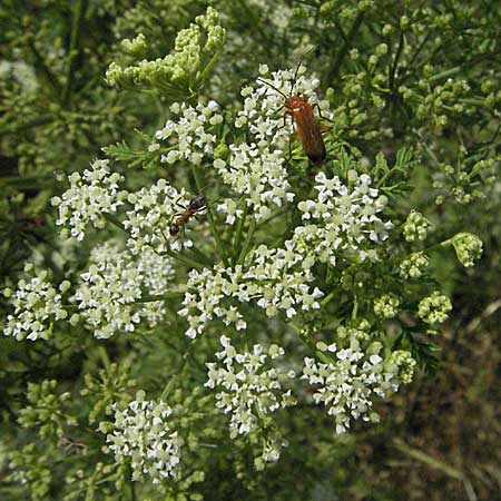 Conium maculatum \ Gefleckter Schierling, Flecken-Schierling / Hemlock, D Waghäusel 8.7.2006