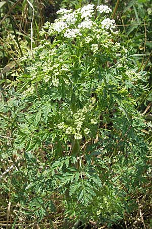 Conium maculatum \ Gefleckter Schierling, Flecken-Schierling / Hemlock, D Waghäusel 8.7.2006