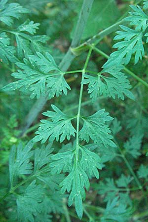 Aethusa cynapium \ Hunds-Petersilie, Garten-Schierling / Fool's Parsley, D Mannheim 24.7.2006
