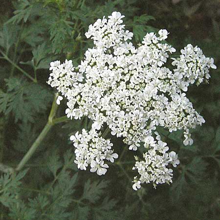 Aethusa cynapium \ Hunds-Petersilie, Garten-Schierling / Fool's Parsley, D Mannheim 24.7.2006