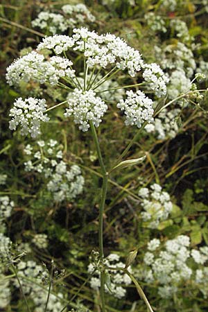 Pimpinella major, Große Bibernelle Pimpinella major, Große Bibernelle