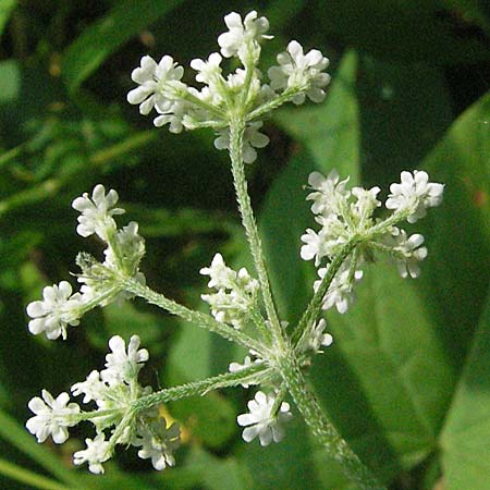 Torilis japonica \ Gewhnlicher Klettenkerbel / Upright Hedge Parsley, D Mörfelden 29.7.2006