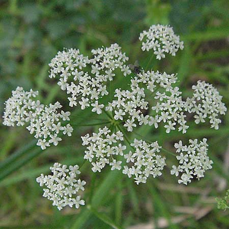 Pimpinella saxifraga \ Kleine Bibernelle / Burnet Saxifrage, D Mörfelden 29.7.2006