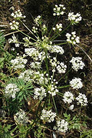 Peucedanum oreoselinum \ Berg-Haarstrang / Mountain Parsley, D Schwetzingen 4.9.2006
