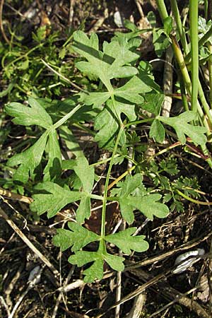 Peucedanum oreoselinum \ Berg-Haarstrang / Mountain Parsley, D Schwetzingen 4.9.2006