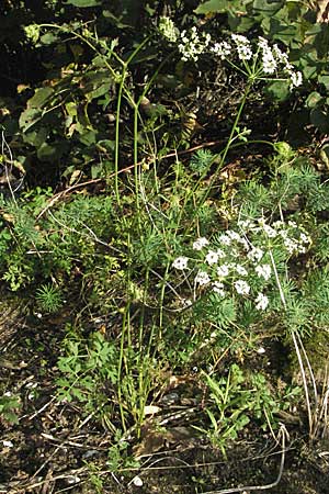 Peucedanum oreoselinum \ Berg-Haarstrang / Mountain Parsley, D Schwetzingen 4.9.2006