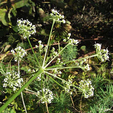 Peucedanum oreoselinum \ Berg-Haarstrang / Mountain Parsley, D Schwetzingen 4.9.2006