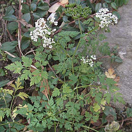 Aethusa cynapium \ Hunds-Petersilie, Garten-Schierling / Fool's Parsley, D Quedlinburg 3.11.2006