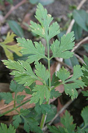 Aethusa cynapium \ Hunds-Petersilie, Garten-Schierling / Fool's Parsley, D Quedlinburg 3.11.2006