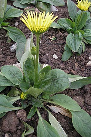 Doronicum hungaricum \ Ungarische G�mswurz, D Botan. Gar.  Universit.  Heidelberg 17.3.2007