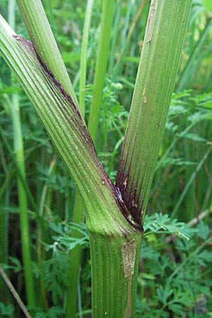 Peucedanum palustre \ Sumpf-Haarstrang / Marsh Hog's Parsley, Milk Parsley, D Hassloch 26.6.2007