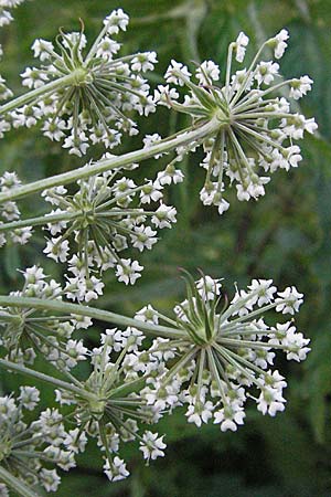 Peucedanum palustre \ Sumpf-Haarstrang / Marsh Hog's Parsley, Milk Parsley, D Hassloch 26.6.2007