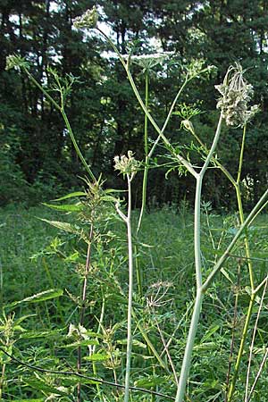 Peucedanum palustre \ Sumpf-Haarstrang / Marsh Hog's Parsley, Milk Parsley, D Hassloch 26.6.2007