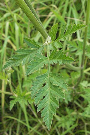 Torilis japonica \ Gewhnlicher Klettenkerbel / Upright Hedge Parsley, D Wiesloch 30.6.2007