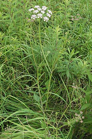 Torilis japonica \ Gewhnlicher Klettenkerbel / Upright Hedge Parsley, D Wiesloch 30.6.2007