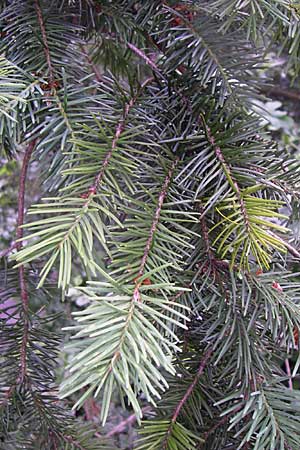 Pseudotsuga menziesii \ Grne Douglasie / Douglas Fir, D Dhaun 16.6.2008
